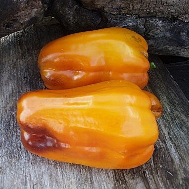 Тихий Дон золотой